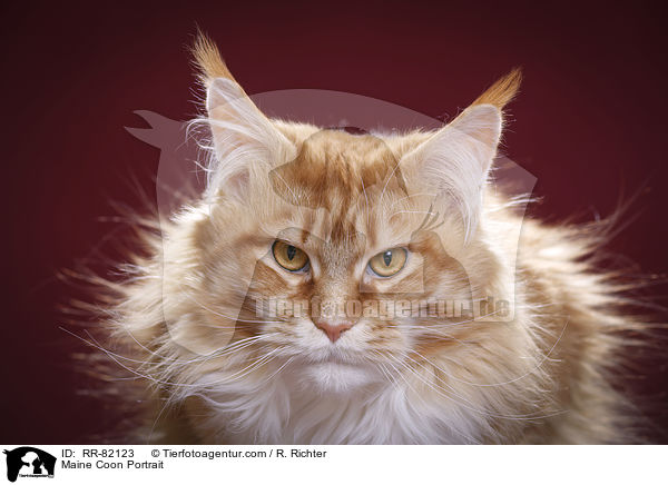 Maine Coon Portrait / RR-82123