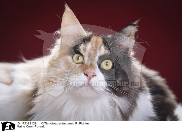 Maine Coon Portrait / RR-82128