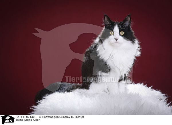 sitting Maine Coon / RR-82130