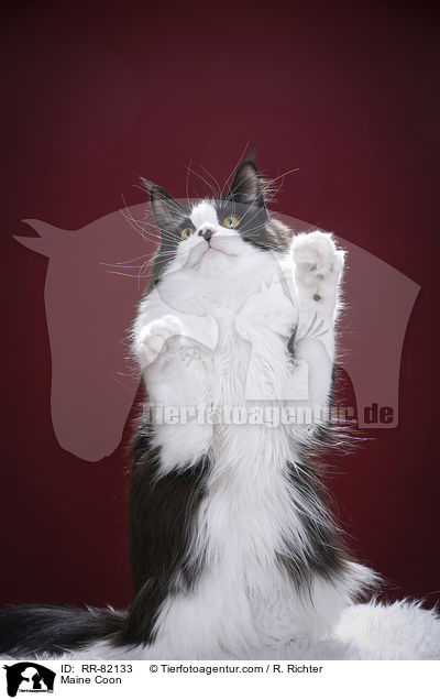 Maine Coon / RR-82133