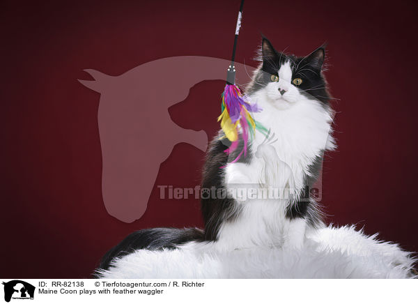 Maine Coon plays with feather waggler / RR-82138