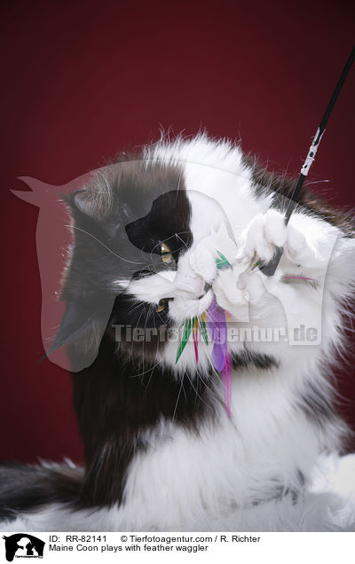 Maine Coon plays with feather waggler / RR-82141