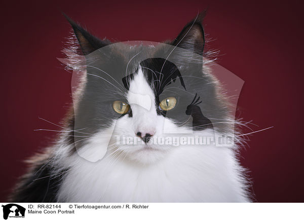 Maine Coon Portrait / RR-82144