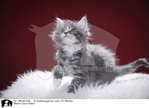 Maine Coon Kitten / RR-82148