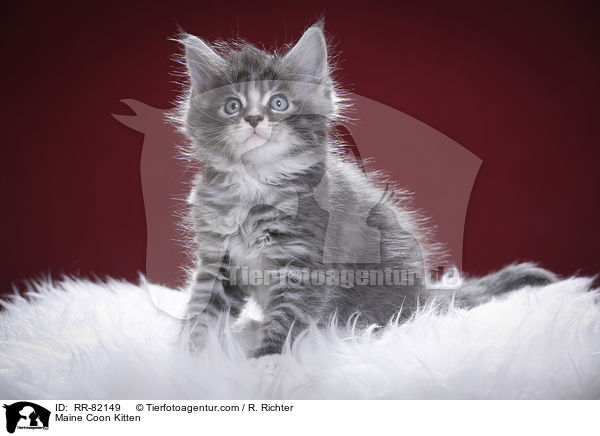 Maine Coon Kitten / RR-82149
