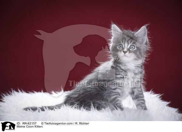 Maine Coon Ktzchen / Maine Coon Kitten / RR-82157