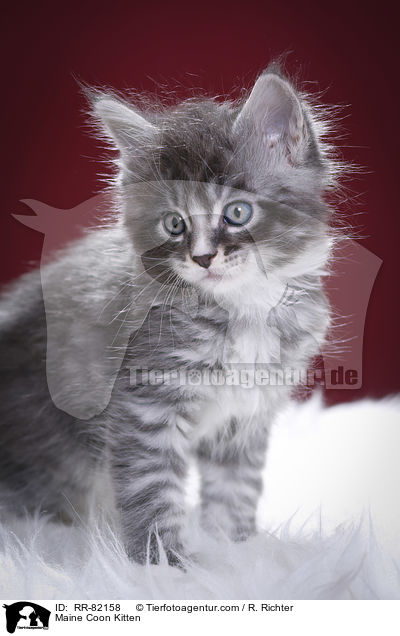 Maine Coon Kitten / RR-82158