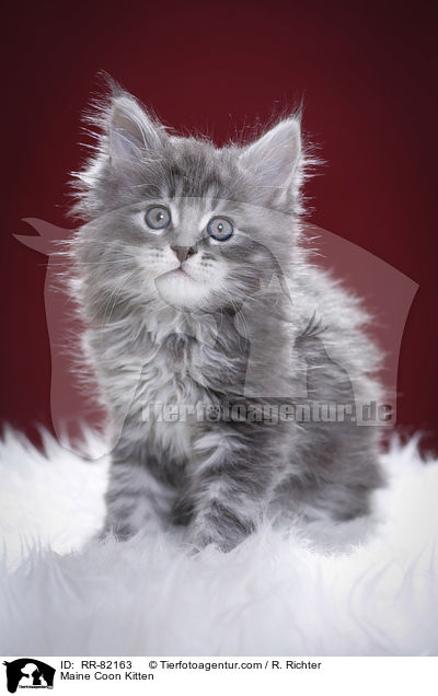 Maine Coon Ktzchen / Maine Coon Kitten / RR-82163