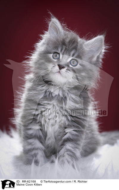 Maine Coon Kitten / RR-82168