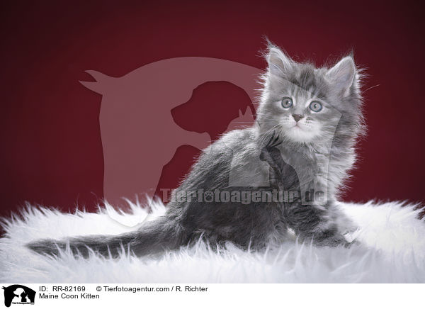 Maine Coon Kitten / RR-82169