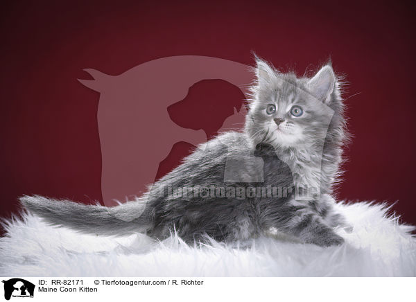 Maine Coon Ktzchen / Maine Coon Kitten / RR-82171