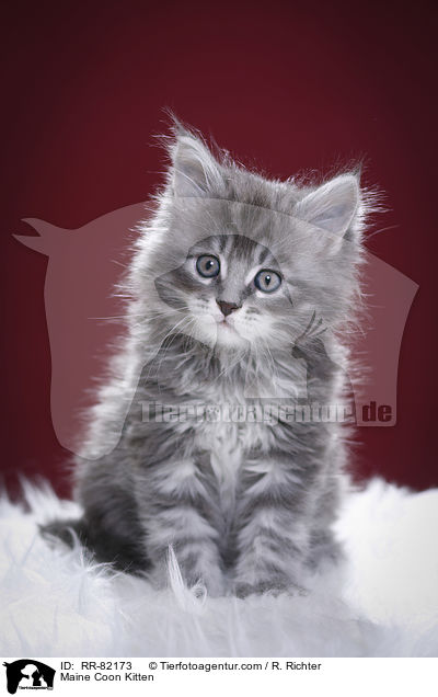 Maine Coon Ktzchen / Maine Coon Kitten / RR-82173