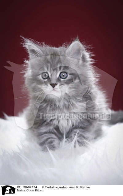 Maine Coon Ktzchen / Maine Coon Kitten / RR-82174