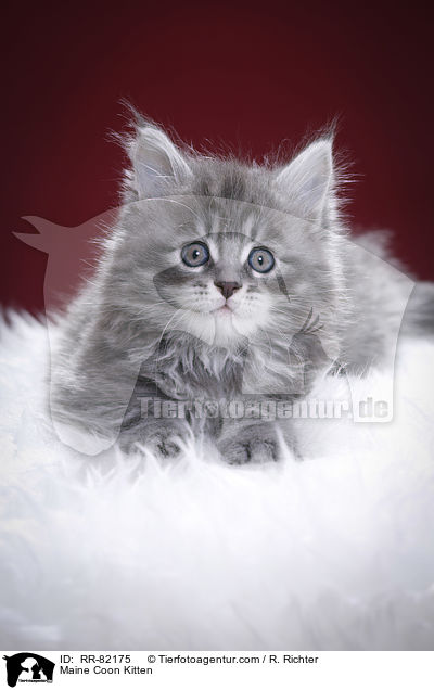 Maine Coon Ktzchen / Maine Coon Kitten / RR-82175