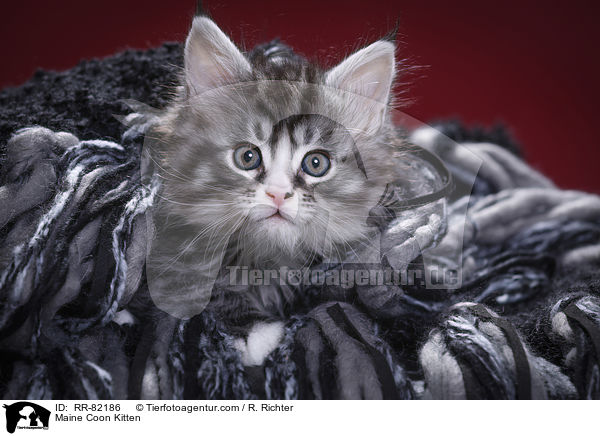 Maine Coon Ktzchen / Maine Coon Kitten / RR-82186