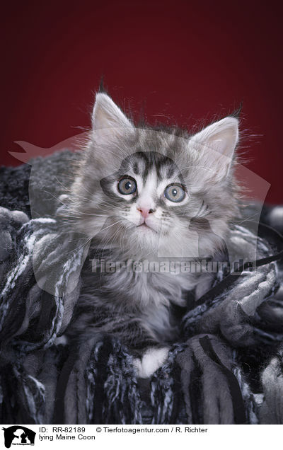 liegende Maine Coon / lying Maine Coon / RR-82189