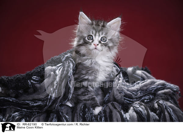 Maine Coon Ktzchen / Maine Coon Kitten / RR-82190