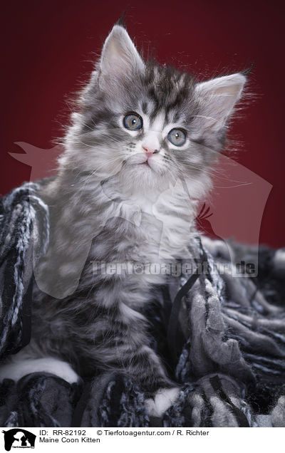 Maine Coon Ktzchen / Maine Coon Kitten / RR-82192