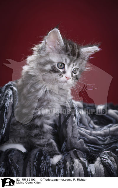 Maine Coon Ktzchen / Maine Coon Kitten / RR-82193