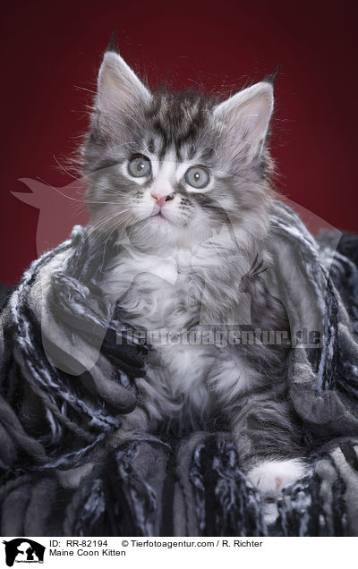 Maine Coon Ktzchen / Maine Coon Kitten / RR-82194