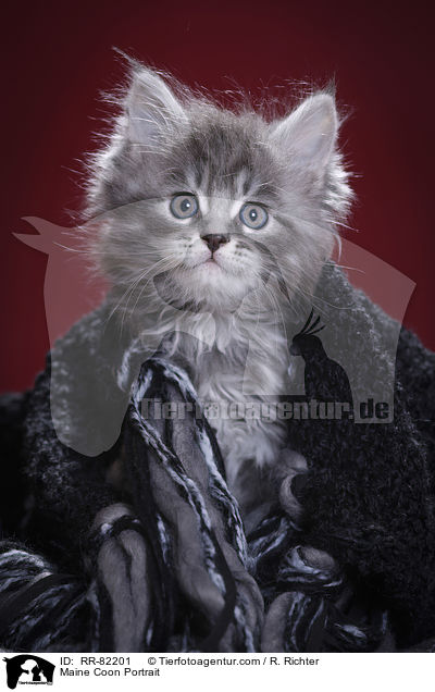 Maine Coon Portrait / Maine Coon Portrait / RR-82201