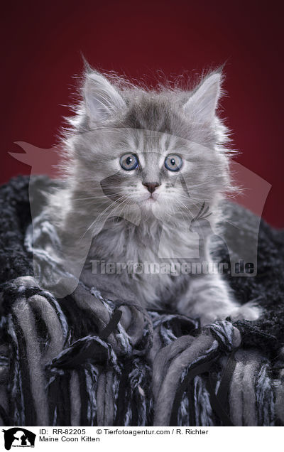 Maine Coon Ktzchen / Maine Coon Kitten / RR-82205