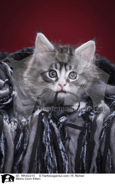 Maine Coon Ktzchen / Maine Coon Kitten / RR-82210