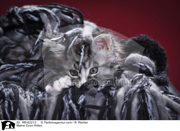 Maine Coon Ktzchen / Maine Coon Kitten / RR-82213