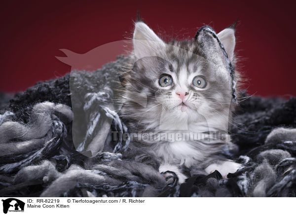 Maine Coon Ktzchen / Maine Coon Kitten / RR-82219