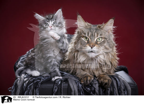 Maine Coon Kater / Maine Coon tomcat / RR-82231