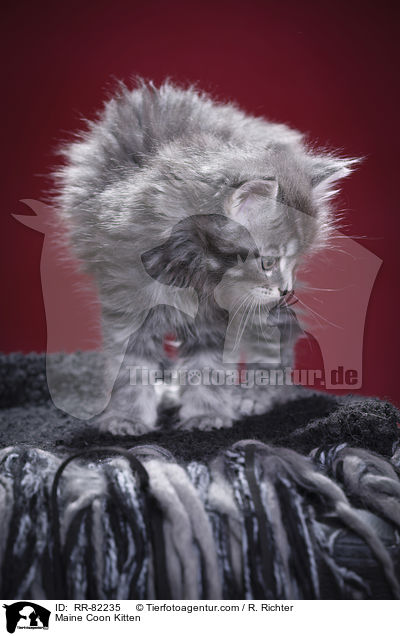 Maine Coon Ktzchen / Maine Coon Kitten / RR-82235