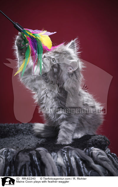 Maine Coon spielt mit Federwedel / Maine Coon plays with feather waggler / RR-82240