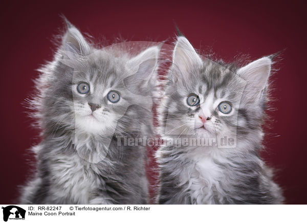 Maine Coon Portrait / RR-82247