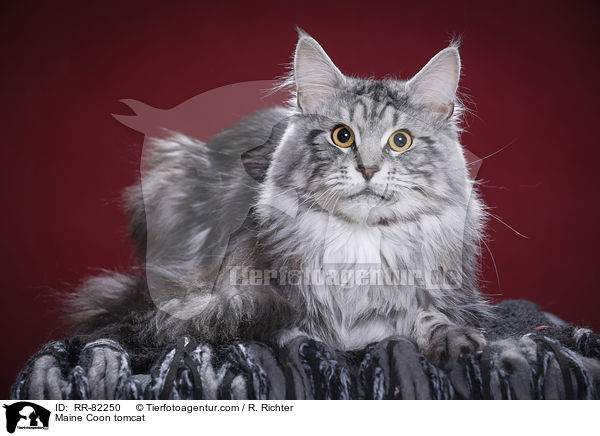 Maine Coon tomcat / RR-82250