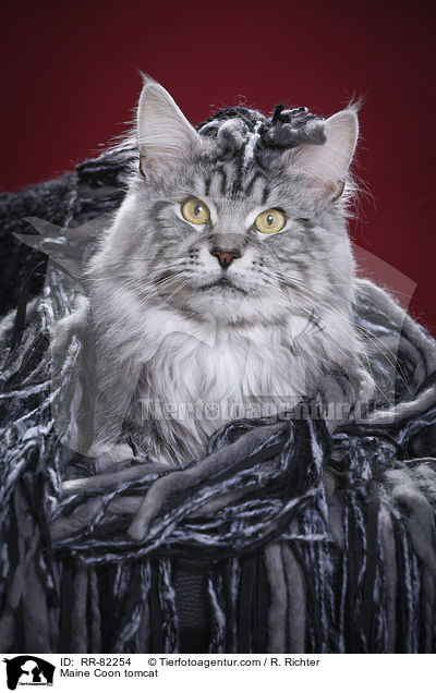 Maine Coon tomcat / RR-82254