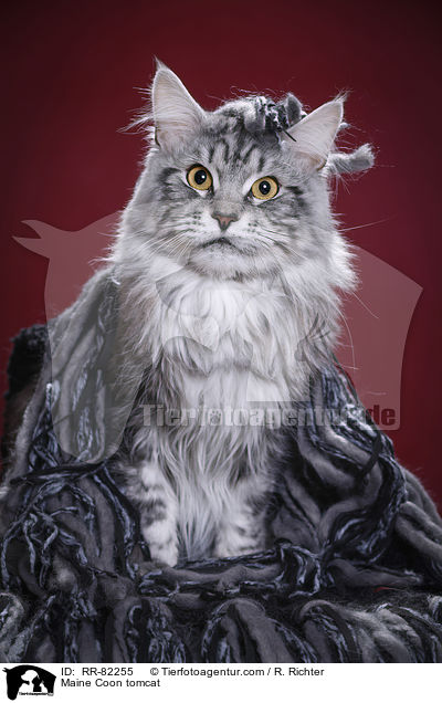 Maine Coon tomcat / RR-82255