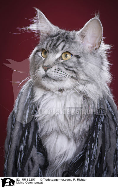 Maine Coon tomcat / RR-82257