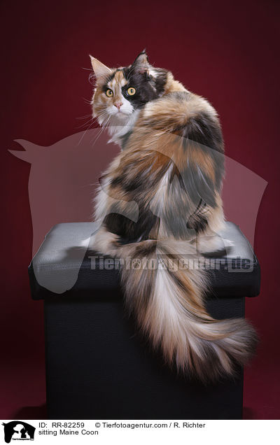 sitting Maine Coon / RR-82259