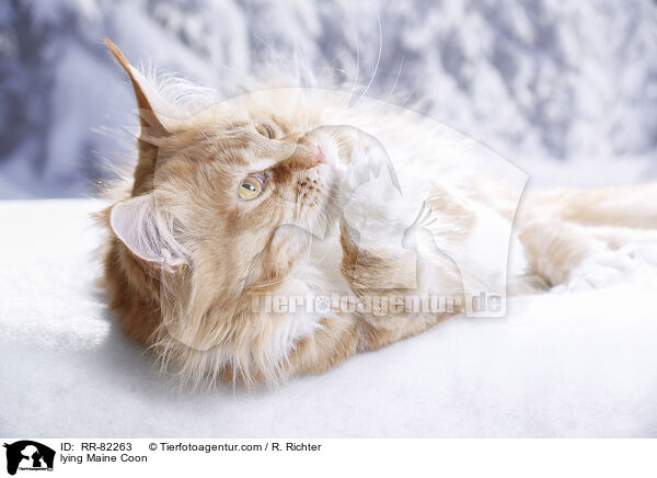 lying Maine Coon / RR-82263