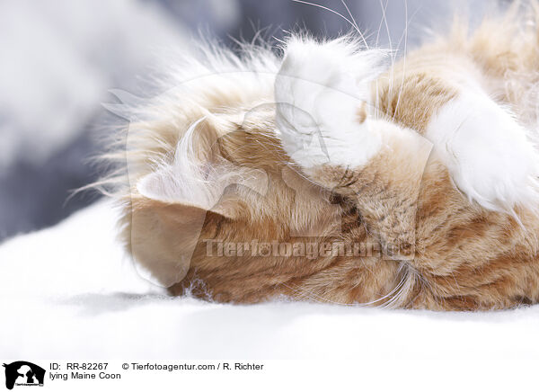 lying Maine Coon / RR-82267