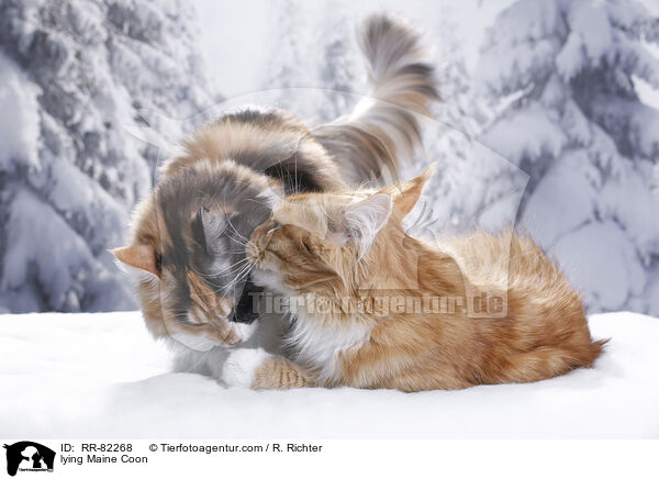 lying Maine Coon / RR-82268