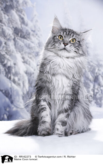 Maine Coon Kater / Maine Coon tomcat / RR-82273