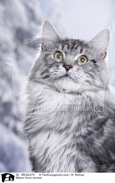 Maine Coon Kater / Maine Coon tomcat / RR-82274