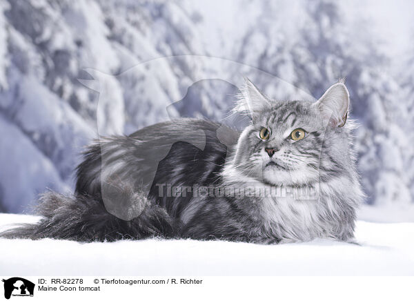 Maine Coon Kater / Maine Coon tomcat / RR-82278