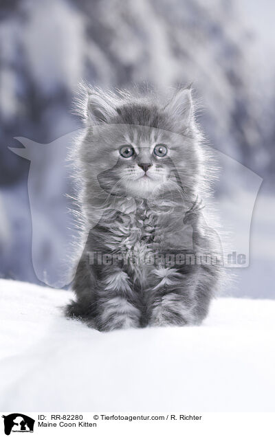 Maine Coon Ktzchen / Maine Coon Kitten / RR-82280