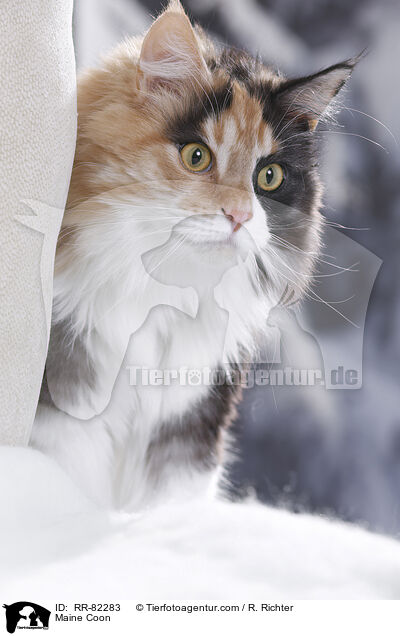 Maine Coon / RR-82283