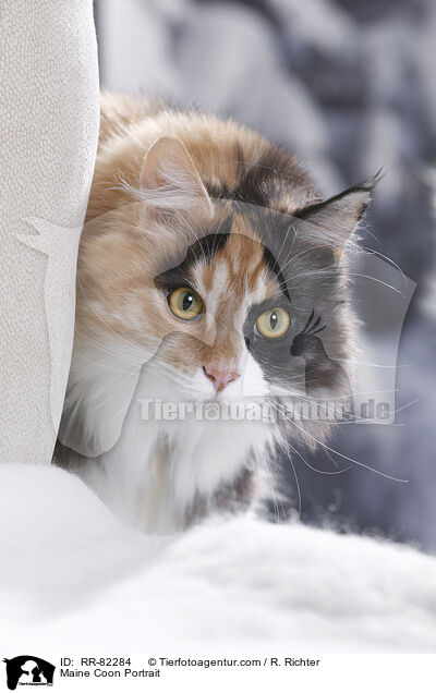 Maine Coon Portrait / RR-82284
