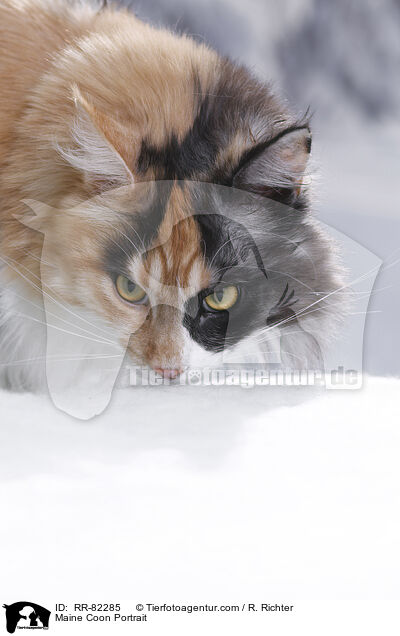 Maine Coon Portrait / RR-82285