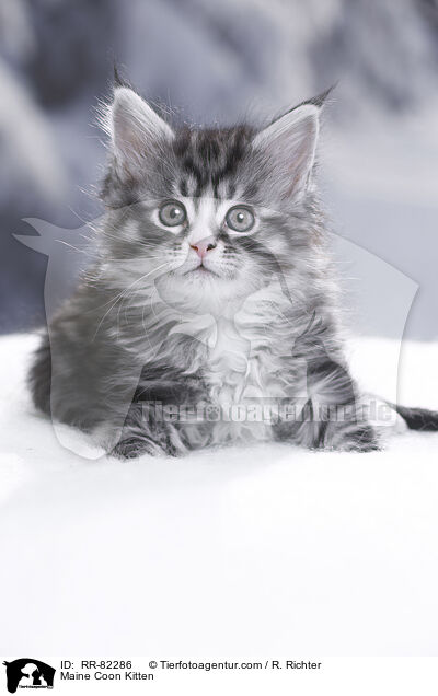 Maine Coon Ktzchen / Maine Coon Kitten / RR-82286