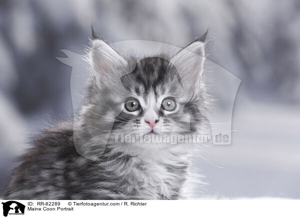 Maine Coon Portrait / RR-82289